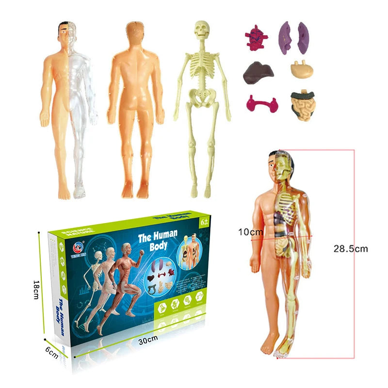 3D Human Body Torso Model Educational Assembly Learning DIY Toys Human Body Organ Teaching Tools Early Learning Toy for Children